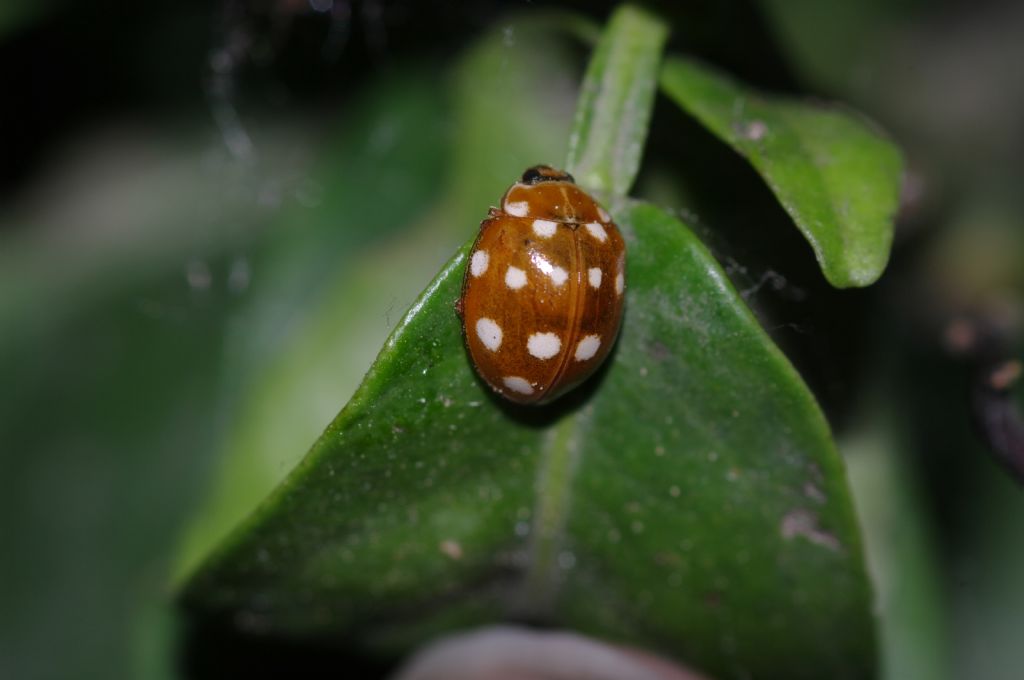 Coccinella 2 - Calvia quatuordecimguttata